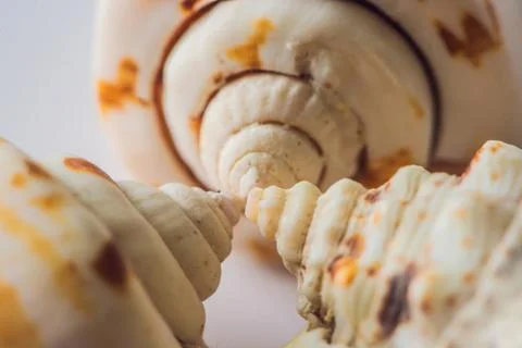 Background of a seashell surface extreme macro image Stock Photos