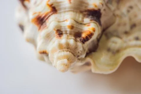 Background of a seashell surface extreme macro image Stock Photos