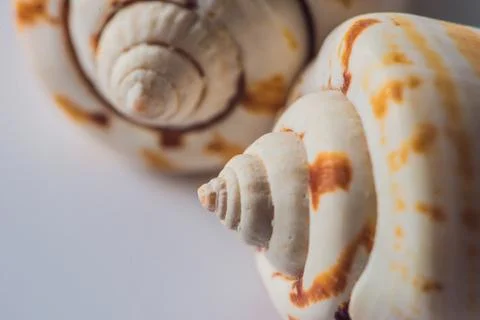 Background of a seashell surface extreme macro image Stock Photos