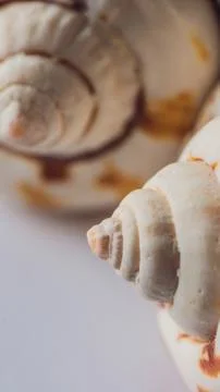 Background of a seashell surface extreme macro image VERTICAL FORMAT for Stock Photos