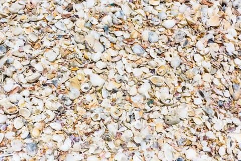 Background of seashells colored Foto stock