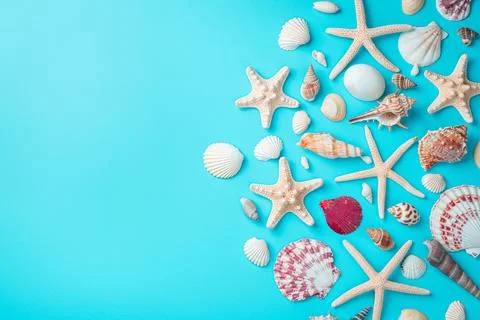 Background with seashells, a large variety of seashells and starfish on a lig Stock Photos