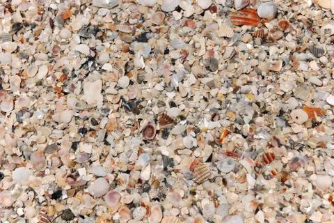 Background of seashells Stock Photos