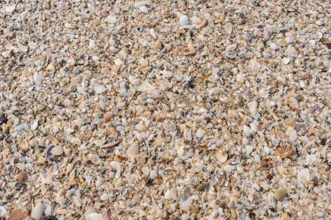 Background of seashells Stock Photos