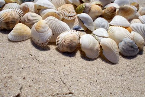 Background of seashells Stock Photos