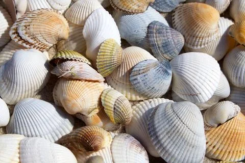 Background of seashells Stock Photos