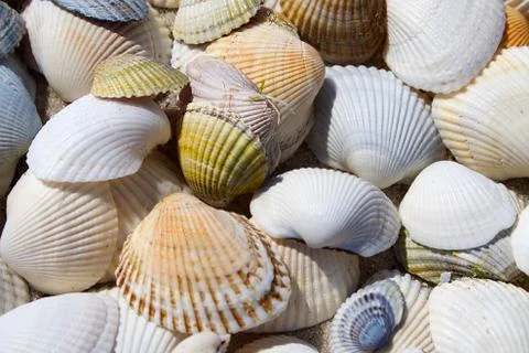Background of seashells Stock Photos