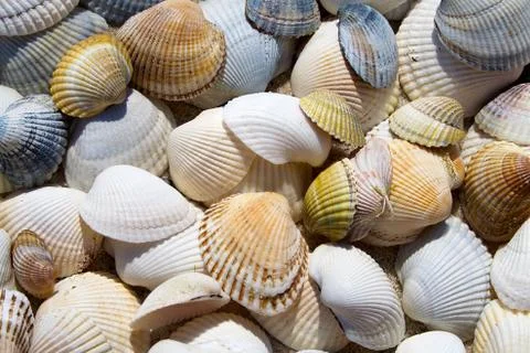 Background of seashells Stock Photos