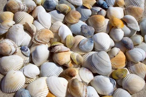 Background of seashells Stock Photos