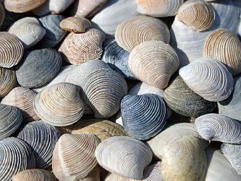 Background of seashells Stock Photos