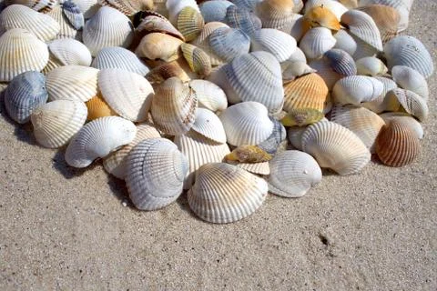 Background of seashells Stock Photos
