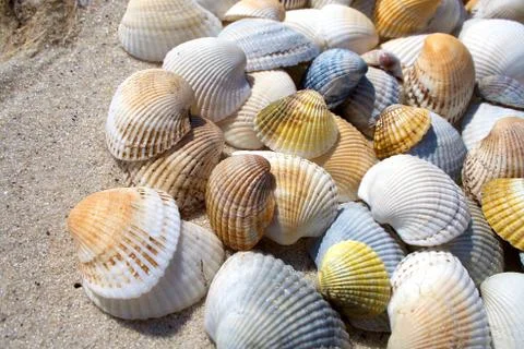 Background of seashells Stock Photos