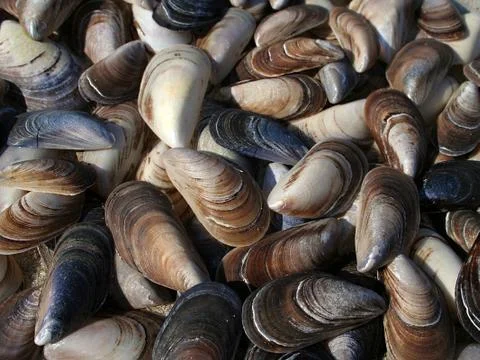 Background of seashells Stock Photos
