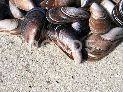 Background of seashells Stock Photos