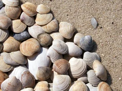 Background of seashells Stock Photos