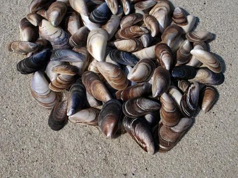 Background of seashells Stock Photos