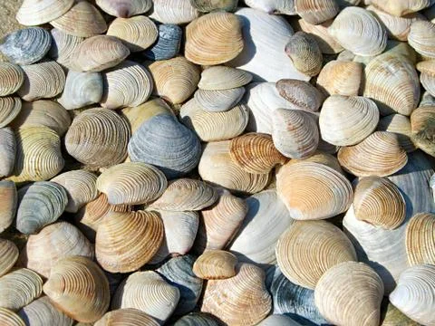 Background of seashells Stock Photos