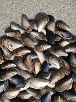 Background of seashells Stock Photos