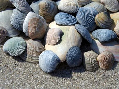 Background of seashells Stock Photos