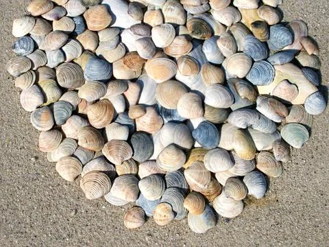 Background of seashells Stock Photos