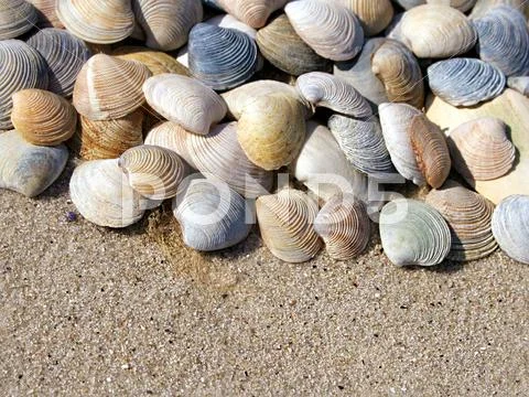 Background of seashells Stock Photos