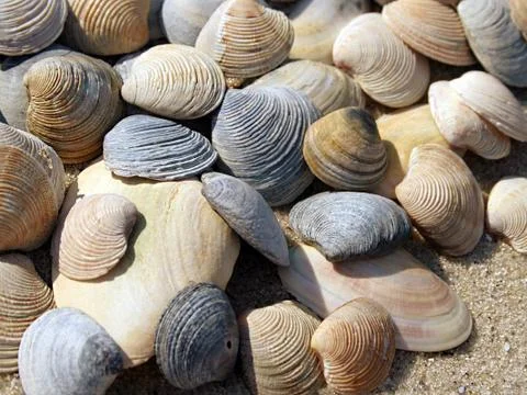 Background of seashells Stock Photos