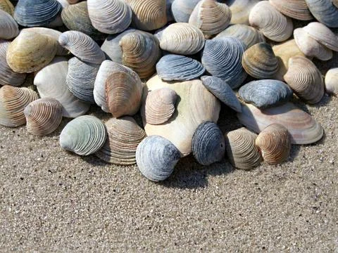 Background of seashells Stock Photos