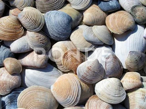 Background of seashells Stock Photos