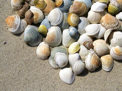 Background of seashells Stock Photos