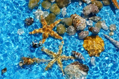 Background with seashells Stock Photos