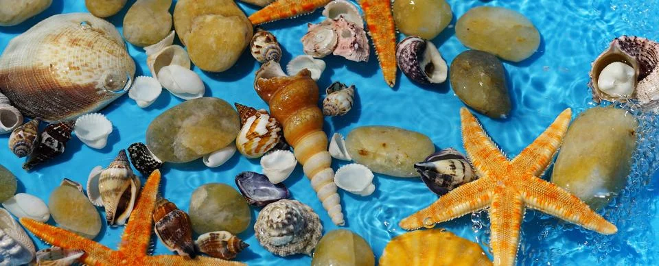 Background with seashells Stock Photos