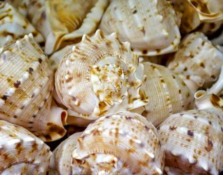 Background seashells rapeseed Stock Photos