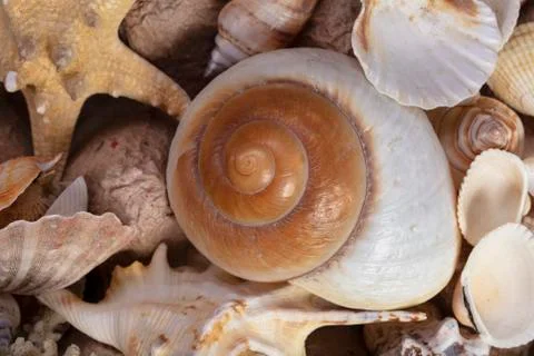 Background seashells. Sea shells of various sizes and textures Stockfoto's