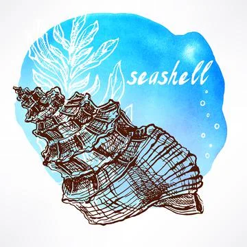 Background with seaweed and shell - 1 Stock Illustration