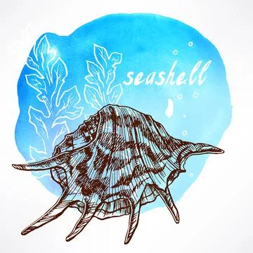 Background with seaweed and shell - 3 Stock Illustration