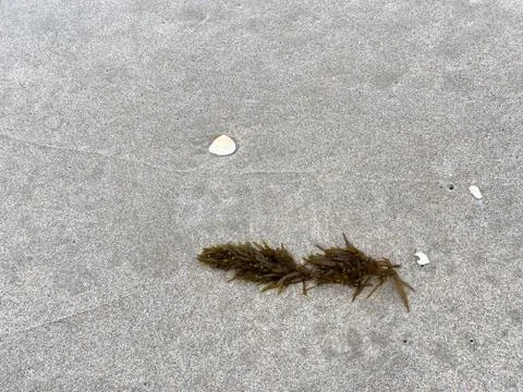 A background with seaweed and shells on a beach. Stock Photos