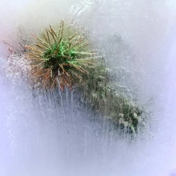 Background of seed   in ice   cube withbubbles. Stock Photos