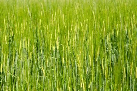 Background seed Stock Photos