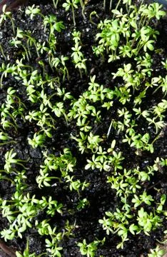 Background of seedlings Foto stock