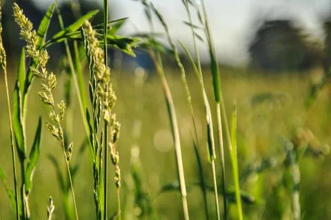A background with selected focus, a field with green grass and some spikes,.. Stock-Fotos