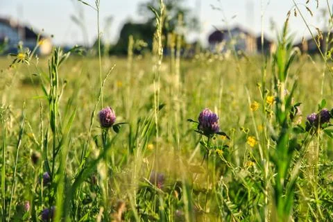 A background with selected focus, a field with green grass and some flowers.. Stock Photos