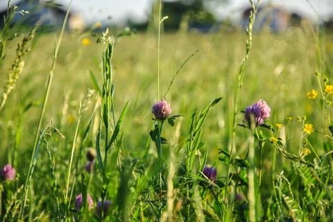 A background with selected focus, a field with green grass and some flowers.. Stock Photos