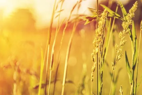 A background with selected focus, a field with green grass, wild flowers and  Stock Photos