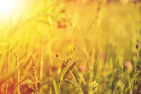 A background with selected focus, a field with green grass, wild flowers and Stock Photos