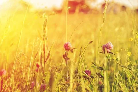 A background with selected focus, a field with green grass, wild flowers and Stock Photos