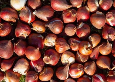 Background of selected Tulip bulbs ready for autumn planting Foto stock