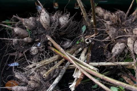 Background of selection of rhizomes removed from ground for winter storage Stock Photos