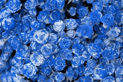 Background with selective focus. Beautiful blooming white-blue bicolor rose. Stock Photos