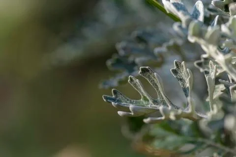 Background with senecio Stock Photos