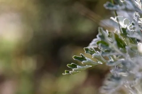Background with senecio Stock Photos